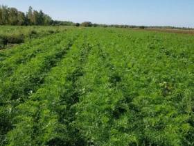 Фермер Сергей Латышев: Начинать что-то новое всегда сложно