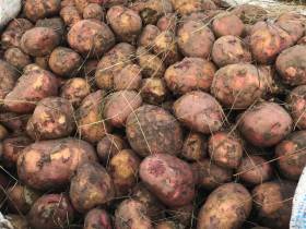 Фермер Сергей Латышев: Начинать что-то новое всегда сложно