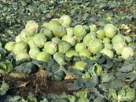 Фермер Сергей Латышев: Начинать что-то новое всегда сложно