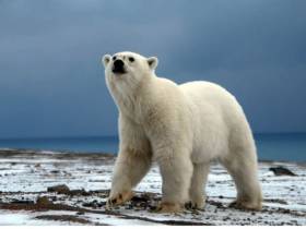 Минэкологии Якутии объявляет фотоконкурс