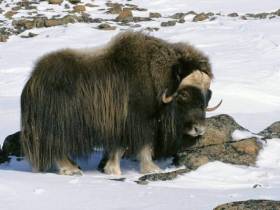 Минэкологии Якутии объявляет фотоконкурс