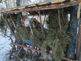 В Якутии общественники начали сезон подкормки лесных обитателей