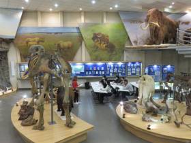 В Якутии летом пройдет Международный мамонтовый форум