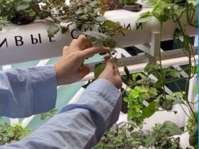 Наталия Мир: Сити-фермерство – это способ обеспечить северный регион качественной продукцией