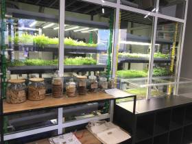 Наталия Мир: Сити-фермерство – это способ обеспечить северный регион качественной продукцией