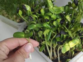 Наталия Мир: Сити-фермерство – это способ обеспечить северный регион качественной продукцией