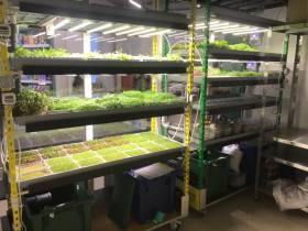 Наталия Мир: Сити-фермерство – это способ обеспечить северный регион качественной продукцией