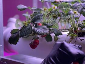 Наталия Мир: Сити-фермерство – это способ обеспечить северный регион качественной продукцией