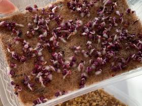 Наталия Мир: Сити-фермерство – это способ обеспечить северный регион качественной продукцией