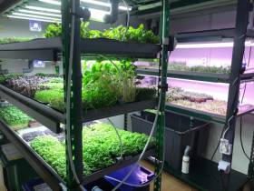 Наталия Мир: Сити-фермерство – это способ обеспечить северный регион качественной продукцией