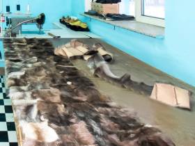 В Якутии осужденные шьют изделия из меха