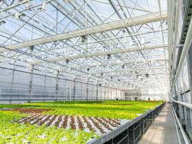 Более 30 предприятий резидентов ТОР и СПВ выращивают овощи и зелень для Дальнего Востока и Арктики