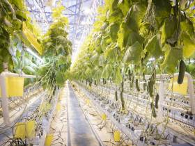 Более 30 предприятий резидентов ТОР и СПВ выращивают овощи и зелень для Дальнего Востока и Арктики