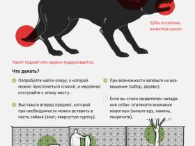 Регионы могут получить дополнительные полномочия по закону об ответственном обращении с животными