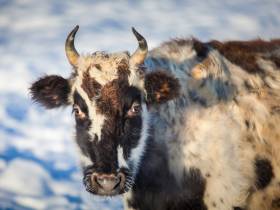 В Якутии растёт поголовье уникальной якутской породы коров