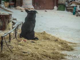 Город для собак. Возможно ли полностью решить проблему с безнадзорными животными в Якутске?