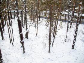 В зоопарке «Орто Дойду» грядет большое новоселье