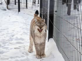 В зоопарке «Орто Дойду» грядет большое новоселье