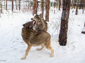 В зоопарке «Орто Дойду» грядет большое новоселье