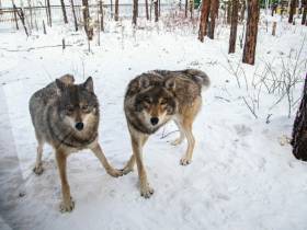 В зоопарке «Орто Дойду» грядет большое новоселье