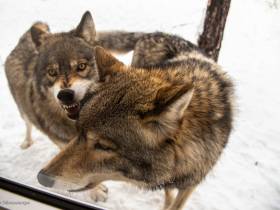 В зоопарке «Орто Дойду» грядет большое новоселье