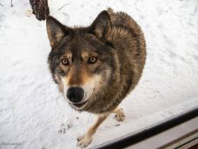 В зоопарке «Орто Дойду» грядет большое новоселье