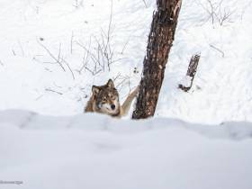В зоопарке «Орто Дойду» грядет большое новоселье