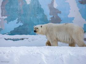 В зоопарке «Орто Дойду» грядет большое новоселье
