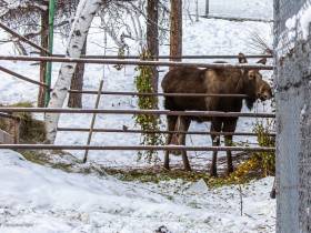 В зоопарке «Орто Дойду» грядет большое новоселье