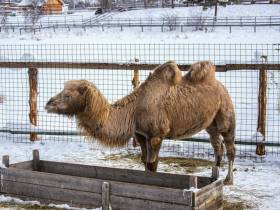 В зоопарке «Орто Дойду» грядет большое новоселье