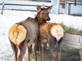 В зоопарке «Орто Дойду» грядет большое новоселье