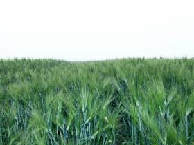 В Якутии введены новые субсидии на заготовку овощей