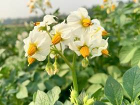 В Якутии введены новые субсидии на заготовку овощей