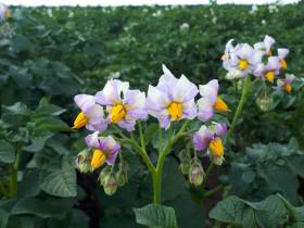 В Якутии введены новые субсидии на заготовку овощей