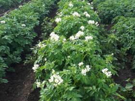 В Якутии введены новые субсидии на заготовку овощей