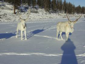 Оленевод Александра Черкашина: Олень есть - эвен есть!