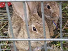 Пахомовна из села Хонуу: Я отдыхаю, когда работаю