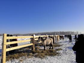 В Нюрбинском районе Якутии заработает центр подготовки специалистов по табунному коневодству