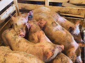 В якутский город Среднеколымск самолетом доставили кур-несушек и поросят