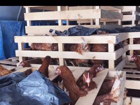 В якутский город Среднеколымск самолетом доставили кур-несушек и поросят