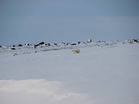 В Якутии Медвежьи острова вновь подтвердили своё название