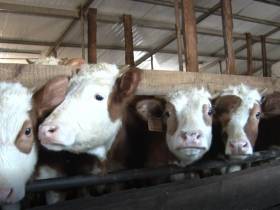 Пётр Дьяконов: Сейчас такое время, когда продукты надо производить самим