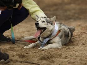 Кубок по трейлраннингу в пятый раз соберет любителей бега в Якутске