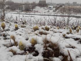 Снежное утро в Якутске 16 мая