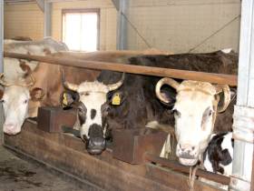 От дояра до главы хозяйства. Мугудайский фермер Илья Дьячковский о гранте "Семейная ферма"