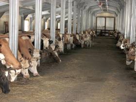 От дояра до главы хозяйства. Мугудайский фермер Илья Дьячковский о гранте "Семейная ферма"