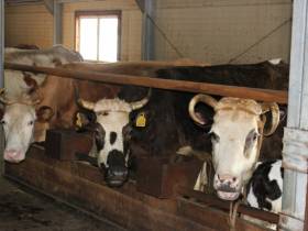 От дояра до главы хозяйства. Мугудайский фермер Илья Дьячковский о гранте "Семейная ферма"