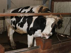 От дояра до главы хозяйства. Мугудайский фермер Илья Дьячковский о гранте "Семейная ферма"