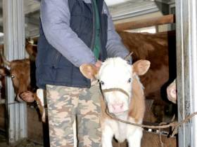 От дояра до главы хозяйства. Мугудайский фермер Илья Дьячковский о гранте "Семейная ферма"