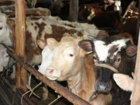 От дояра до главы хозяйства. Мугудайский фермер Илья Дьячковский о гранте "Семейная ферма"